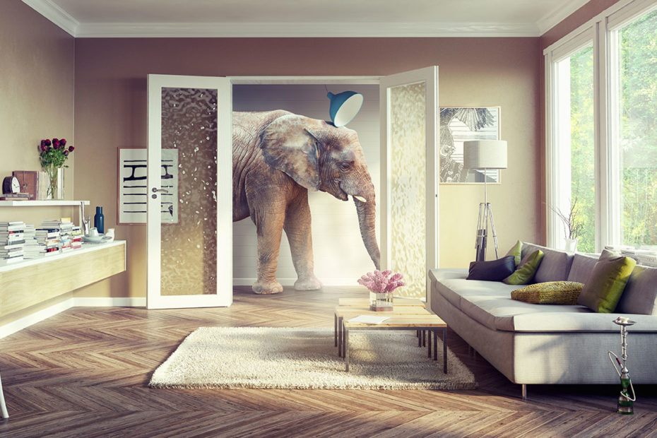 ЗВЕРИ В ИНТЕРЬЕРЕ